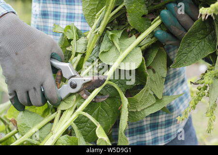 Symphytum officinae. Schnitt unten Beinwell pflanzen Flüssigdünger im Mai zu machen. Großbritannien Stockfoto