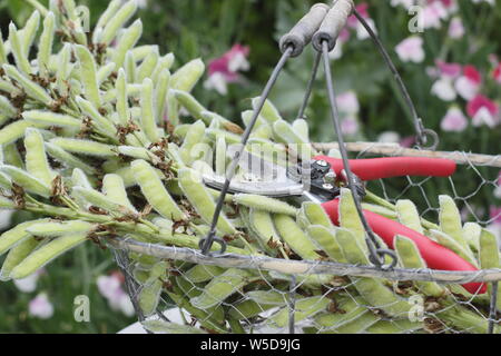 Lupinus. Lupine endet in Drahtkorb mit gartenschere - Juli. Großbritannien Stockfoto