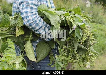 Symphytum officinale. Mann, der Schnitt unten Beinwell Pflanze in flüssige Düngemittel im Mai zu machen. Großbritannien Stockfoto