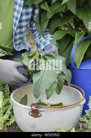 Symphytum officinale. Schneiden von Beinwell Blätter für die in flüssige Dünger - Mai. Großbritannien Stockfoto