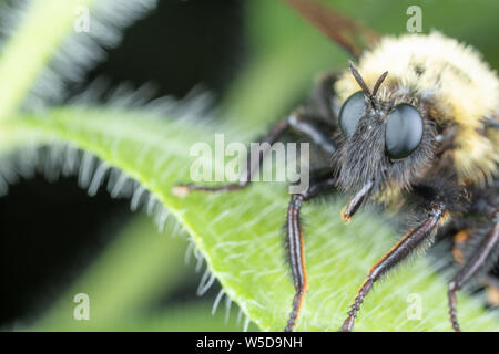 Räuber Fliegen Bumble Bee Nachahmen thront auf einem grünen Blatt Stockfoto