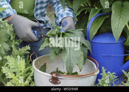 Symphytum officinale. Schneiden von Beinwell Blätter für die in flüssige Dünger - Mai. Großbritannien Stockfoto