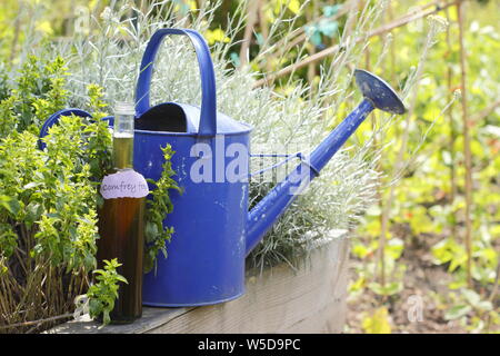 Symphytum officinale. Gießkanne und Flasche hausgemachten Beinwell Dünger Konzentrat zur Verdünnung - Mai. Großbritannien Stockfoto