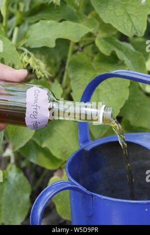 Symphytum officinale. Hinzufügen von hausgemachten Flüssigkeit beinwell Dünger zu einer Gießkanne vor der Verdünnung 1:10 mit Wasser für die Verwendung als Pflanzenschutzmittel Futtermittel. Großbritannien Stockfoto