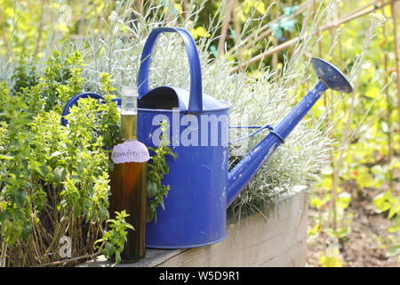 Symphytum officinale. Gießkanne und Flasche hausgemachten Beinwell Dünger Konzentrat zur Verdünnung - Mai. Großbritannien Stockfoto