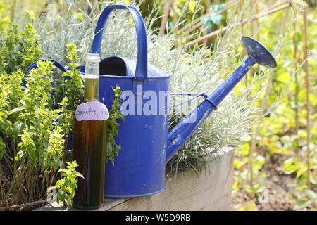 Symphytum officinale. Gießkanne und Flasche hausgemachten Beinwell Dünger Konzentrat zur Verdünnung - Mai. Großbritannien Stockfoto