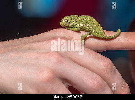 Kleine Jungen Chamäleon auf einem menschlichen Finger wilde grüne Chamäleon Stockfoto