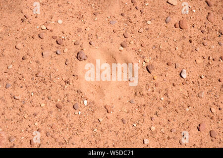 Mountain Lion/Puma/cougar Track im roten Sand in die Davis Canyon, Canyonlands National Park, Utah gefunden. Stockfoto