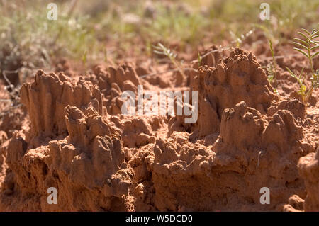 Nahaufnahme von seltenen und kostbaren cryptobiotic Soil in der Davis Canyon, Canyonlands National Park, Utah. Stockfoto