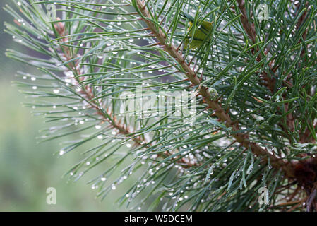 Regen fällt auf pine Zweig Makro Stockfoto