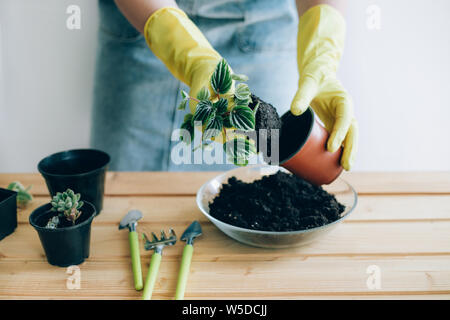 Die Hände der jungen Frau einpflanzen im Blumentopf. Stockfoto