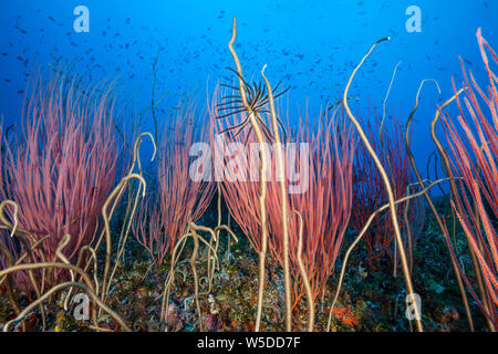 Peitschenkorallen in Coral Reef, Ellisella ceratophyta, Kimbe Bay, New Britain, Papua Neuguinea Stockfoto