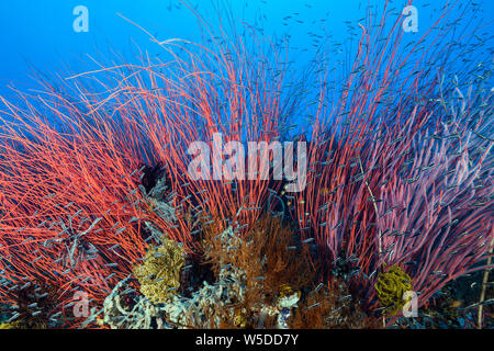 Peitschenkorallen in Coral Reef, Ellisella ceratophyta, Kimbe Bay, New Britain, Papua Neuguinea Stockfoto