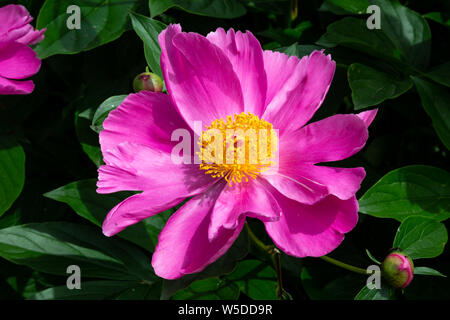 Close-up Pfingstrose Blumen im Garten Stockfoto