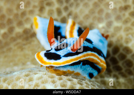 Dorid Nacktschnecken, Chromodoris annæ, Kimbe Bay, New Britain, Papua Neuguinea Stockfoto