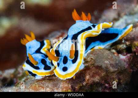 Dorid Nacktschnecken, Chromodoris annæ, Kimbe Bay, New Britain, Papua Neuguinea Stockfoto