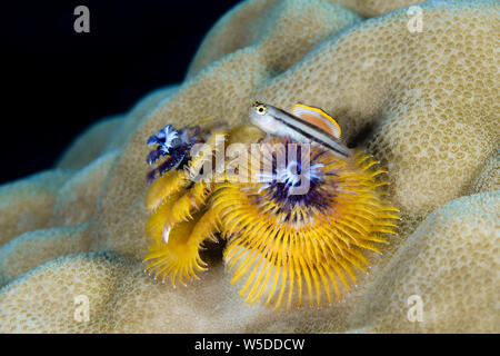 Bäder Clown Blenny, Ecsenius bathi, Kimbe Bay, New Britain, Papua Neuguinea Stockfoto