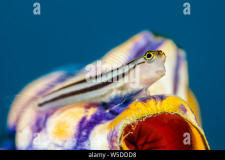 Bäder Clown Blenny, Ecsenius bathi, Kimbe Bay, New Britain, Papua Neuguinea Stockfoto