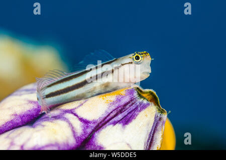 Bäder Clown Blenny, Ecsenius bathi, Kimbe Bay, New Britain, Papua Neuguinea Stockfoto