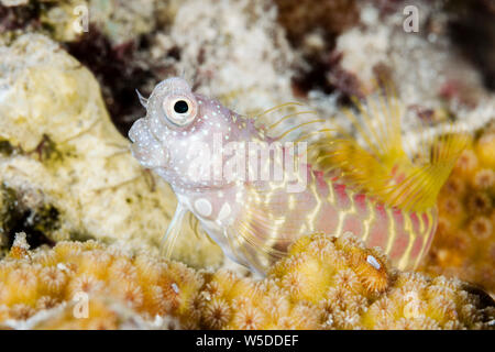 Segmentierte Blenny, Salarias segmentatus, Kimbe Bay, New Britain, Papua Neuguinea Stockfoto