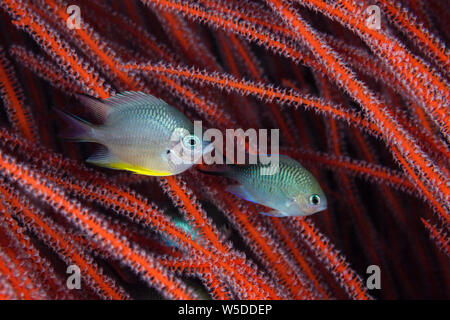 Whitebelly Dirne, Amblyglyphidodon leucogaster, Kimbe Bay, New Britain, Papua Neuguinea Stockfoto