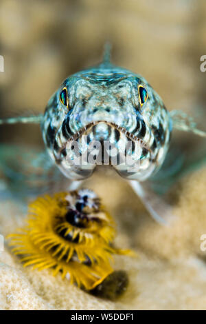 Twospot Lizardfish, Synodus binotatus, Kimbe Bay, New Britain, Papua Neuguinea Stockfoto