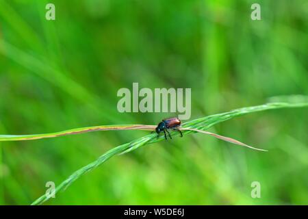 Ein Garten Laub Käfer (Phyllopertha horticola) sitzt auf der Anlage vor der grünen Natur mit Bokeh und Kopie Raum Stockfoto