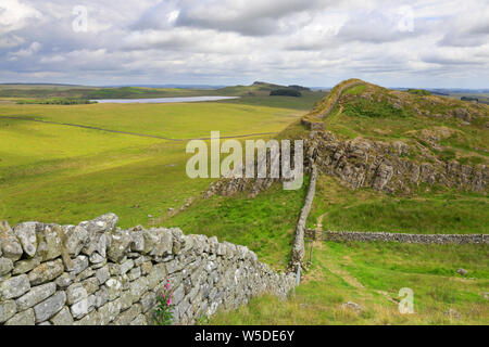 Pennine Way Blätter Hadrian's Wall, Weltkulturerbe der UNESCO, Hadrian's Wall Path, in der Nähe von Hexham, Northumberland National Park, England, UK. Stockfoto