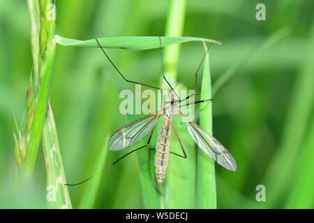 Marsh Kran Fliegen - Große Schnake (Tipula oleracea) auf Grashalm in der grünen Natur mit Kopie Raum Stockfoto