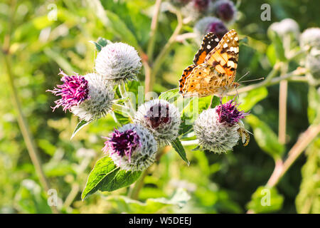 Tag Schmetterlinge Distelfalter (Vanessa cardui) sitzt auf einer Klette Blume und Getränke Nektar mit seinem Rüssel. Stockfoto