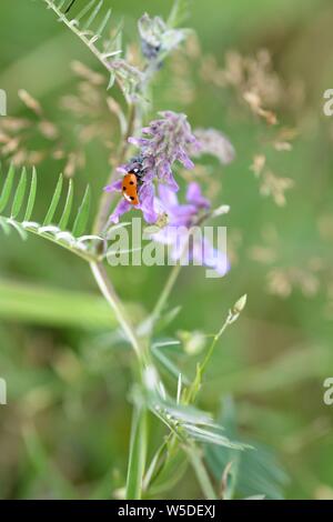 Eine rote Marienkäfer (coccinellidae) auf Anlagen in der grünen Natur mit Blattläusen und Platz kopieren Stockfoto