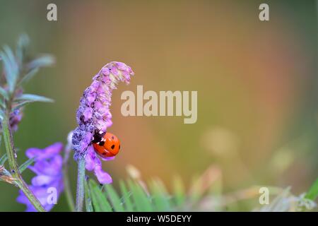 Eine rote Marienkäfer (coccinellidae) auf Pflanzen in der Natur mit blattläusen und viele copy Space Stockfoto