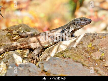 Kanarische Echsen GALLOTIA GALLOTI - ruht auf Lava Stein. Stockfoto