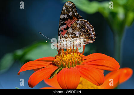 Lady oder Vanessa cardui Eine bekannte bunte Schmetterling auf Tithonia diversifolia oder Mexikanische Sonnenblume gemalt. Stockfoto