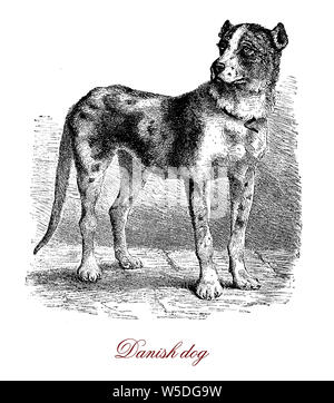 Old Danish Pointer eine starke gebaut Rasse entschlossen und mutig Stockfoto