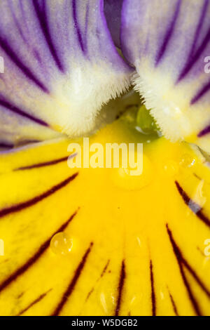 Ein lila und gelb Stiefmütterchen Blume mit Regentropfen auf die Blütenblätter. Stockfoto