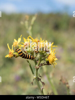 Zinnober Raupen auf Gelb ragwort Stockfoto