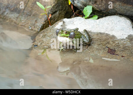 Einen großen grünen Frosch mit geschwollenen Wangen sitzt auf Stein in der Nähe der Wasser Stockfoto