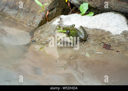 Einen großen grünen Frosch mit geschwollenen Wangen sitzt auf Stein in der Nähe der Wasser Stockfoto