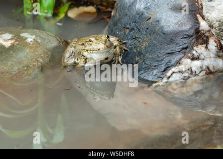 Einen großen grünen Frosch sitzt auf Stein in der Nähe des Wasser. Reflexion im Wasser Stockfoto