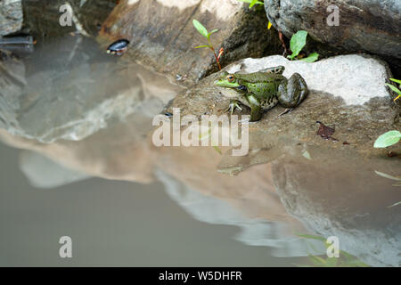 Einen großen grünen Frosch sitzt auf Stein in der Nähe des Wasser. Reflexion im Wasser Stockfoto