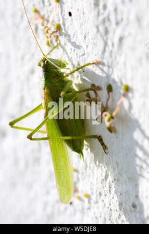 Grünes Heupferd (Tettigonia Viridissima), grüne Laubheuschrecke, einer weissen Hauswand Stockfoto