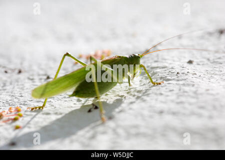 Grünes Heupferd (Tettigonia Viridissima), grüne Laubheuschrecke, einer weissen Hauswand Stockfoto