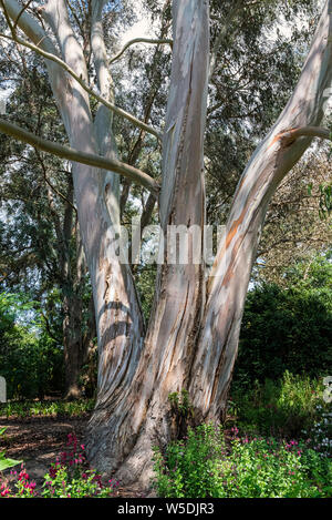 Eucalyptus dalrympleana, Gummi, Breitblättrigen Kindling Rinde, Breitblättrigen Ribbon Gum. Immergrüner Baum, mit attraktiven abblätternde Rinde. Stockfoto