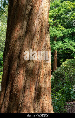 Metasequoia Glyptostroboides, Cupressaceae, Dawn Redwood. Stockfoto
