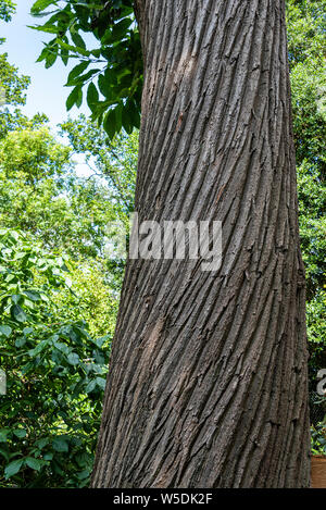 Castanea sativa, Edelkastanie, Fagaceae. Nahaufnahme von Kastanie Rinde. Stockfoto