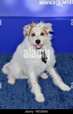 Hund am Hallmark Channel Sommer TCA2019 Ereignis in einer privaten Residenz. Beverly Hills, 26.07.2019 | Verwendung weltweit Stockfoto