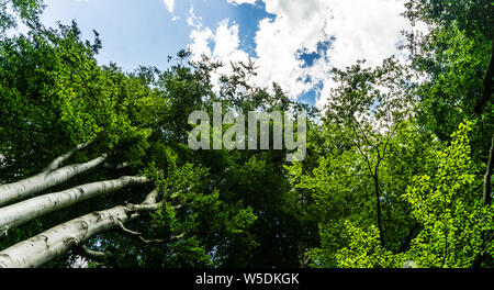 Beech Tree Tops Stockfoto