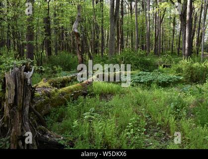 Subtile Schönheit kann in Letchworth State Park gefunden werden. Stockfoto