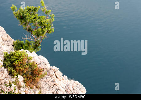 Baum in der Nähe Maslenica Brücke auf der Autobahn A 1 in der Nähe von Stadt Zadar, Kroatien Stockfoto